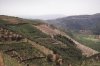 Vignes du vin de Porto